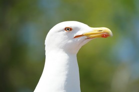 Pretzl_BestBild_Juni.JPG