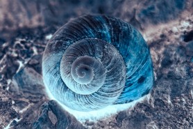 Schimmel_Lieblingsbild_24_10.jpeg
