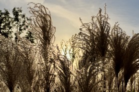 Wagner_Lieblingsbild_24_10.jpeg