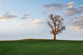 Schwingenschlögl_Lieblingsbild_2503.jpg